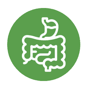 Gut Health & Digestive Support