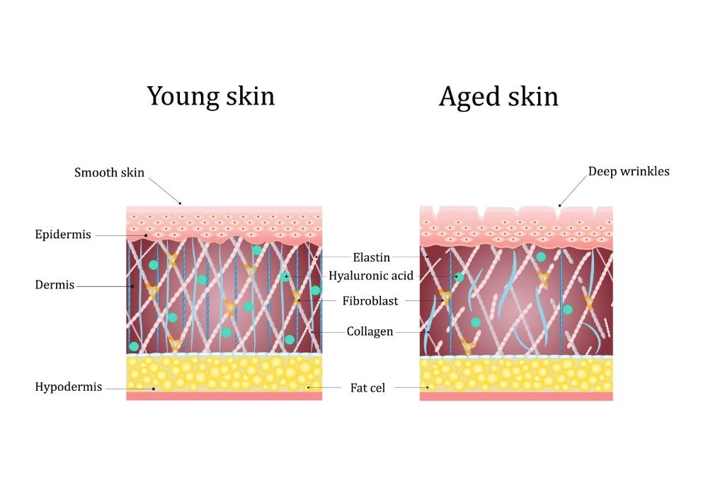 Peptara Peptide Moisturizer | Copper Peptides + Cranberry Extract | Hydrating Anti - Aging Face Cream | 1.7 fl oz - Matevara